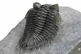 Coltraneia Trilobite Fossil - Huge Faceted Eyes #225321-4
